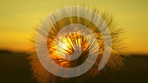 Blooming dandelion flower at sunrise. close-up. Dandelion in the field on the background of a beautiful sunset. fluffy