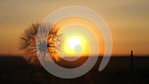 Blooming dandelion flower at sunrise. close-up. Dandelion in the field on the background of a beautiful sunset. fluffy