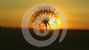 Blooming dandelion flower at sunrise. close-up. Dandelion in the field on the background of a beautiful sunset. fluffy