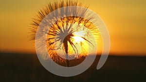 Blooming dandelion flower at sunrise. close-up. Dandelion in the field on the background of a beautiful sunset. fluffy