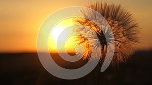 Blooming dandelion flower at sunrise. close-up. Dandelion in the field on the background of a beautiful sunset. fluffy