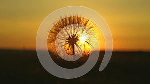 Blooming dandelion flower at sunrise. close-up. Dandelion in the field on the background of a beautiful sunset. fluffy