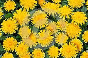 Blooming dandelion flowers