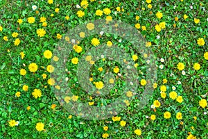 Blooming dandelion flowers and green grass