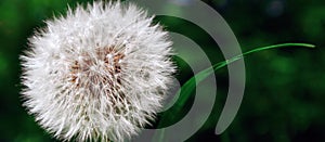 Blooming dandelion with free space for text. Banner with a white fluffy dandelion flower close-up on a green blurred background.