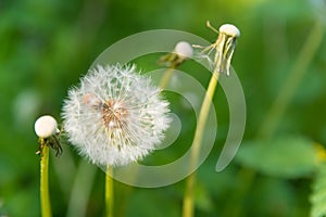 Blooming dandelion with green background