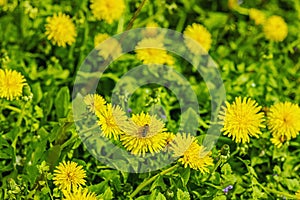 Blooming dandelion grow in the garden. Spring gardening, outdoor concept background, floral style