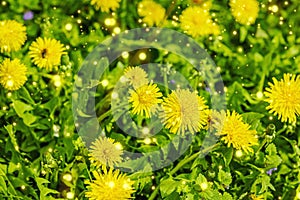 Blooming dandelion grow in the garden. Spring gardening, outdoor concept background, floral style