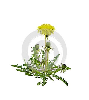 Blooming dandelion isolated on a white background