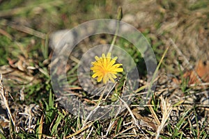 Blooming dandelion on the mountain meadow