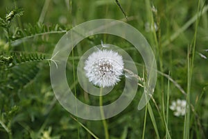 Blooming dandelion on the spring mountain meadow, Slovakia