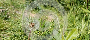 A blooming dandelion (Taraxacum) on a lush green meadow