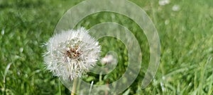 A blooming dandelion (Taraxacum) on a lush green meadow