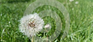 A blooming dandelion (Taraxacum) on a lush green meadow