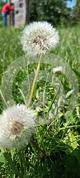 A blooming dandelion (Taraxacum) on a lush green meadow