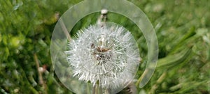 A blooming dandelion (Taraxacum) on a lush green meadow