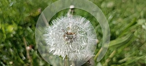 A blooming dandelion (Taraxacum) on a lush green meadow