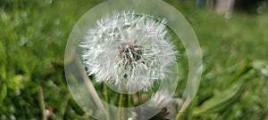 A blooming dandelion (Taraxacum) on a lush green meadow