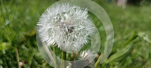 A blooming dandelion (Taraxacum) on a lush green meadow