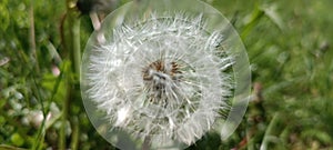 A blooming dandelion (Taraxacum) on a lush green meadow