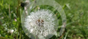 A blooming dandelion (Taraxacum) on a lush green meadow