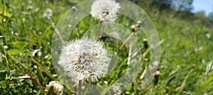 A blooming dandelion (Taraxacum) on a lush green meadow