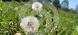 A blooming dandelion (Taraxacum) on a lush green meadow