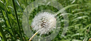 A blooming dandelion (Taraxacum) on a lush green meadow