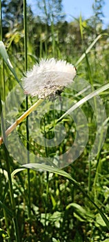 A blooming dandelion (Taraxacum) on a lush green meadow