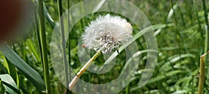 A blooming dandelion (Taraxacum) on a lush green meadow