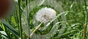 A blooming dandelion (Taraxacum) on a lush green meadow