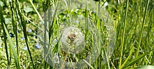 A blooming dandelion (Taraxacum) on a lush green meadow