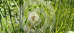 A blooming dandelion (Taraxacum) on a lush green meadow