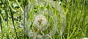 A blooming dandelion (Taraxacum) on a lush green meadow