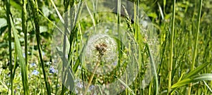 A blooming dandelion (Taraxacum) on a lush green meadow