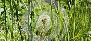 A blooming dandelion (Taraxacum) on a lush green meadow