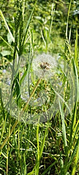 A blooming dandelion (Taraxacum) on a lush green meadow