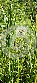 A blooming dandelion (Taraxacum) on a lush green meadow