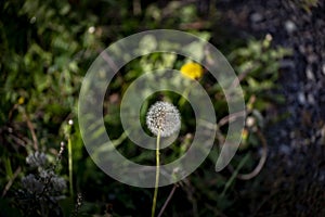 Blooming dandelion with white fluff