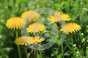 Blooming dandelions in the flood of fresh green grass