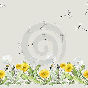Blooming dandelions and flying dandelion seeds