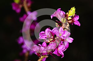 Blooming daphne photo