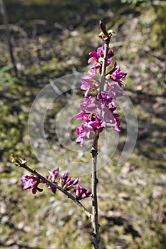 Blooming daphne mezereum