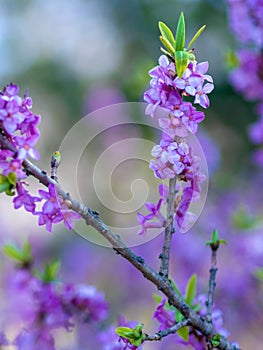 Blooming daphne mezereum . Beautiful mezereon blossoms in spring. Branch with purple flowers of mezereum, mezereon, spurge laurel