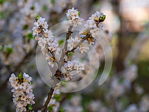 Blooming daphne mezereum . Beautiful mezereon blossoms in spring. Branch with white flowers of mezereum, mezereon, spurge laurel