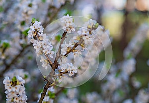 Blooming daphne mezereum . Beautiful mezereon blossoms in spring. Branch with white flowers of mezereum, mezereon, spurge laurel