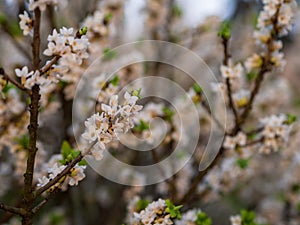 Blooming daphne mezereum . Beautiful mezereon blossoms in spring. Branch with white flowers of mezereum, mezereon, spurge laurel