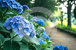 Blooming dark blue hydrangea flowers with lush petals and background