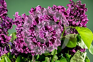 Blooming dark purple lilac on a green background