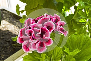 Blooming dark-red geranium